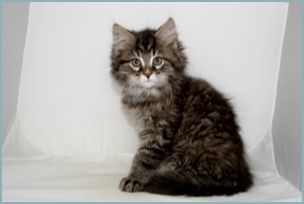 Male Siberian Kitten from Deedlebug Siberians